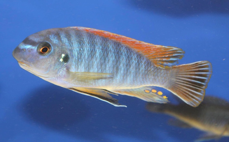 Labeotropheus fuelleborni 'Makanjila Point'